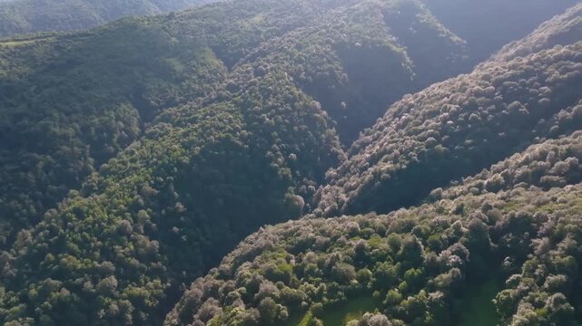 Drone footage captures the stunning natural beauty of the Stone Bridge area in Dagestan, Russia. The aerial view showcases vast expanses of lush greenery, towering mountains, and a dense, vibrant fore