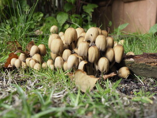 funghi growing on a piece of fallen wood