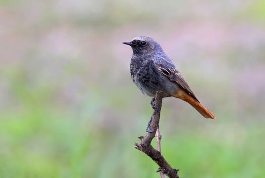 A close-up shot of an adult male black redstart (Phoenicurus ochruros) perched on a branch against a blurred background