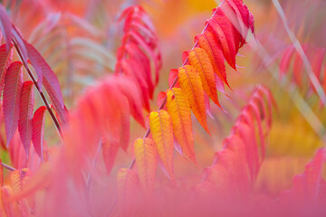 Herbstlich Verfrbter Essigbaum Baden Bei