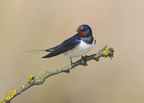 Adult barn swallows (Hirundo rustica) in breeding plumage, photographed close-up against a blurred background and beautiful morning light.