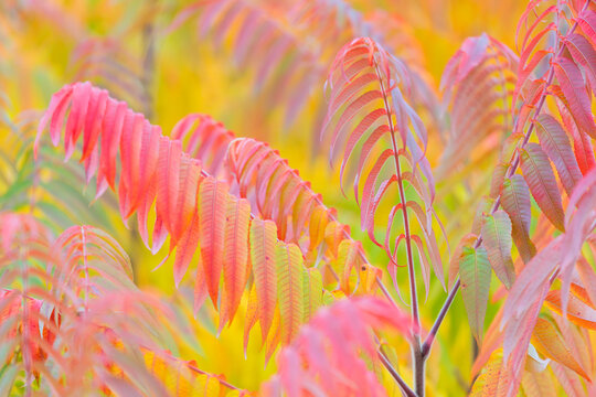 herbstlich verf&auml;rbter Essigbaum, Baden bei Wien, Nieder&ouml;sterreich, &Ouml;sterreich