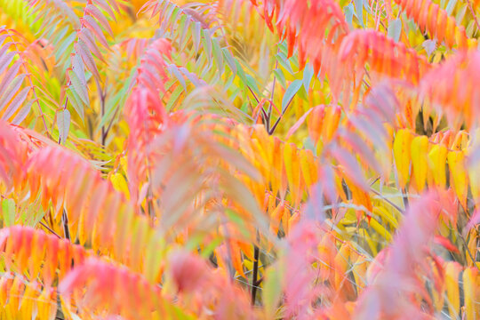 herbstlich verf&auml;rbter Essigbaum, Baden bei Wien, Nieder&ouml;sterreich, &Ouml;sterreich