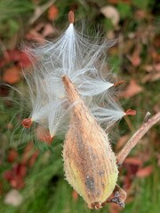 Milkweed flying seeds