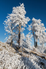 Rauhreif Aufumen Hohe Wand Bezirk