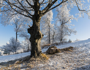 Rauhreif Aufumen Hohe Wand Bezirk
