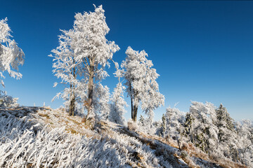 Rauhreif Aufumen Hohe Wand Bezirk