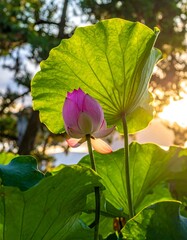 Pink lotus flower emerging from beneath large green leaves, lit by sunlight