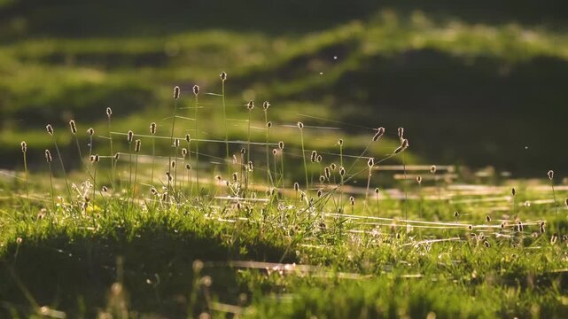 view of an ancient, weathered stone bridge spanning a deep gorge in the remote, rugged Caucasus Mountains of Dagestan. The warm light of the setting sun highlights the texture of the stone and the dra