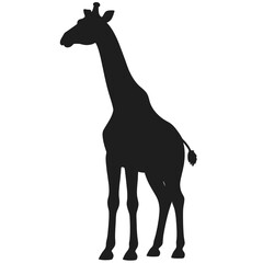 Fototapeta premium Black giraffe silhouette standing isolated on white background representing african wildlife safari animal and minimal flat illustration style.