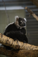 Fototapeta premium Black-and-White Ruffed Lemur Sitting on a Tree Branch