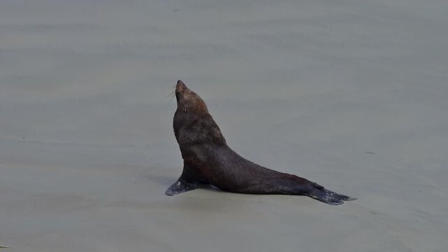 Neuseel&auml;ndische Seeb&auml;r (Arctocephalus forsteri), Broad Bay, Dunedin, Otago, S&uuml;dinsel, Neuseeland, Ozeanie