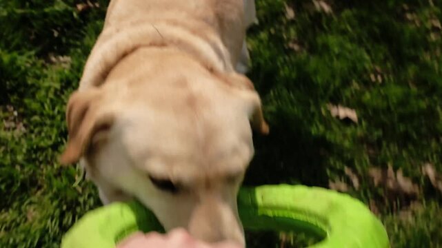 Labrador dog holding a green ring toy during play with owner. Active outdoor pet game showing joy, energy and strong bond between human and dog