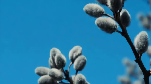 Pussy willow branch close up spring nature background easter celebration traditional plant copy space blue sky seasonal symbol macro fluffy