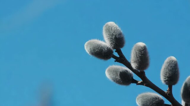 Pussy willow branch close up spring nature background easter celebration traditional plant copy space blue sky seasonal symbol macro fluffy