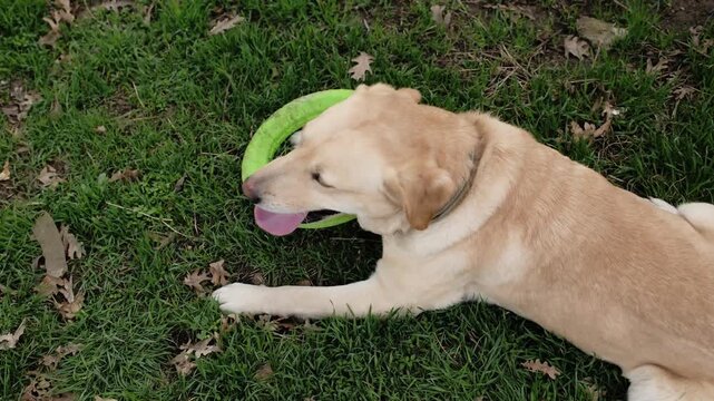 Labrador dog resting on green grass after playing with a ring toy. Calm outdoor moment showing relaxation, satisfaction and healthy active lifestyle