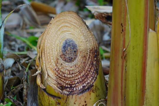 The image shows a cross-section through the pseudostem of a banana plant (Musa). Baturite, Cear&aacute;, Brazil