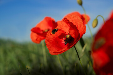 Red poppy with flying bumblebee in the field