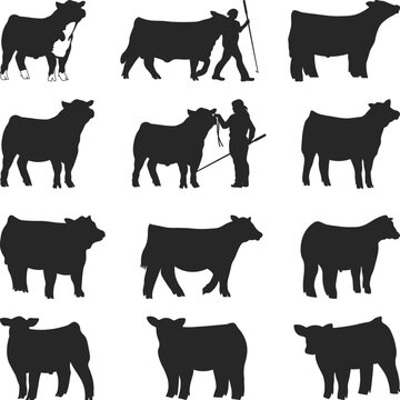 Show Steer Set Silhouette, Cattle Show Cow Silhouettes, Print Show Heifer SVG, show heifer Vector, Livestock show, beefmaster heifer, Cattle and Farmer Illustration Collection