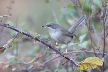 Female Sardinian Warbler (Curruca melanocephala) perched on a thorny bramble branch.