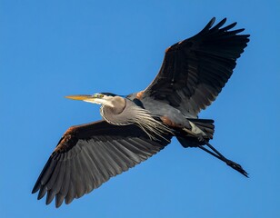 Obraz premium A majestic, large wading avian creature soars through a vibrant, azure sky, captured mid-flight with wings outstretched