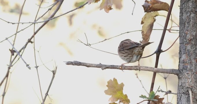 Dunnock (Prunella modularis) perched on a branch in its natural environment.