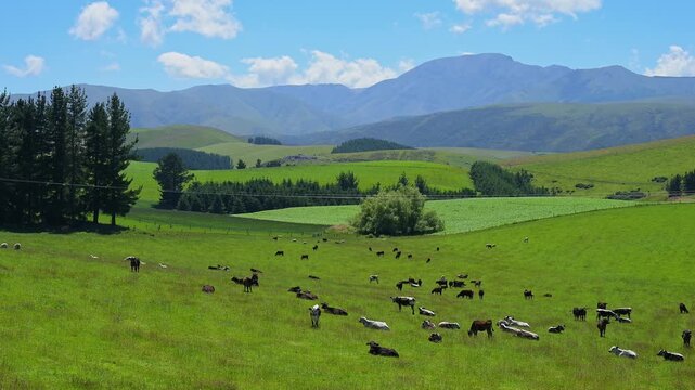 Gr&uuml;ne H&uuml;gel unter blauem Himmel mit vereinzelten Wolken, l&auml;ndliche und friedliche Atmosph&auml;re, Canterbury, S&uuml;dinsel, Neuseeland, Ozeanien