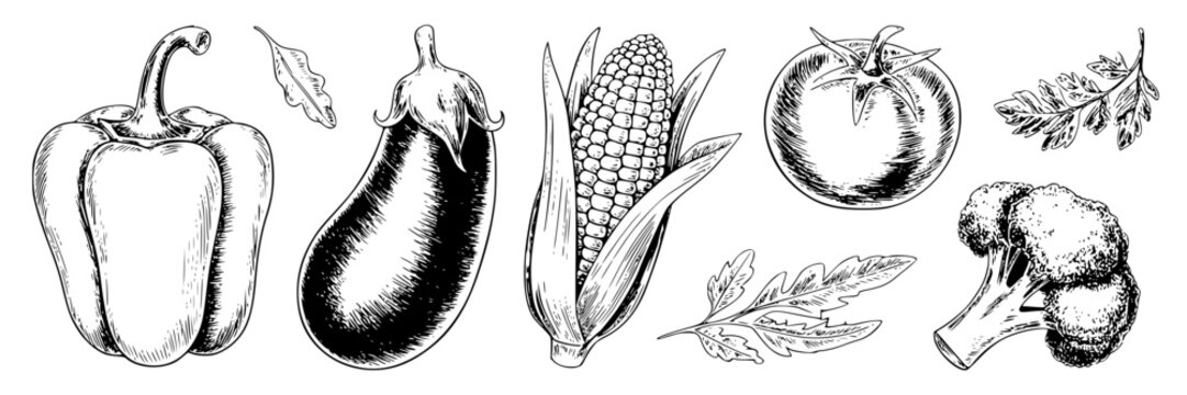Collection of hand-drawn vintage vegetables, including bell pepper, eggplant, corn, tomato, and broccoli, with leafy accents.
