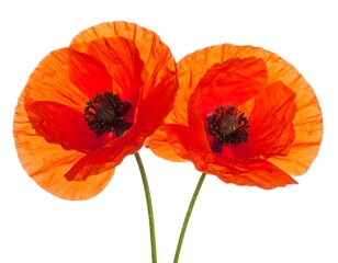 Obraz premium Two vibrant, orange-red poppy blossoms, with delicate petals backlit against a bright white background. The flowers' centers are dark and textured, with thin green stems
