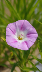 Pink Bindweed Bloom