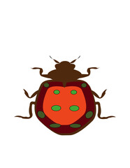 Obraz premium lady birds