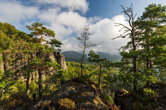 B&auml;ume am Kleinen Winterberg, Nationalpark S&auml;chsische Schweiz, Sachsen, Deutschland