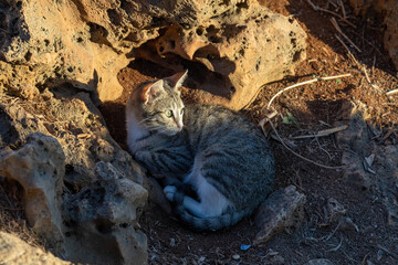 Striped tabby cat resting among stones in warm sunset light. Cute stray cat in a natural environment on the Mediterranean coast. High angle view, autumn season. Antalya region, Turkey, October.