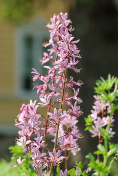 Dictamnus albus by other names  burning bush, dittany, gas plant or fraxinella. All parts of the plant may cause stomach upset if eaten, and contact with the foliage may cause phytophotodermatitis.