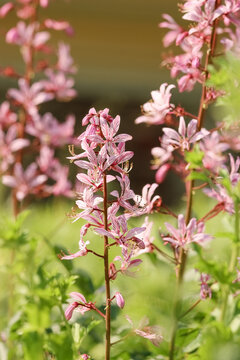 Dictamnus albus by other names  burning bush, dittany, gas plant or fraxinella. All parts of the plant may cause stomach upset if eaten, and contact with the foliage may cause phytophotodermatitis.