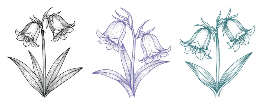 Three bluebell flowers with leaves vector illustration in black, purple, and teal colors