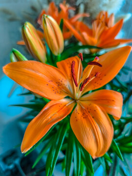 Fleurs de lys asiatiques orange