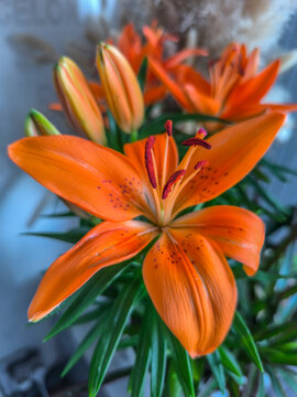 Fleurs de lys asiatiques orange