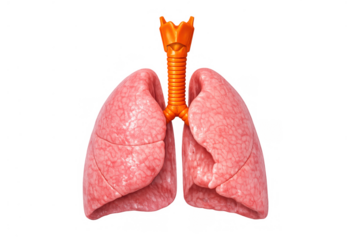 Human respiratory system anatomical model illustrating healthy lungs and trachea with transparent background