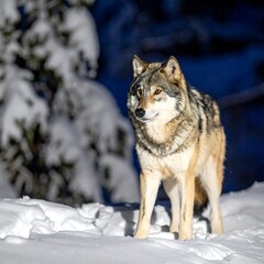 Obraz premium A majestic gray predator stands in a snow-covered landscape with a backdrop of a coniferous tree, looking alert
