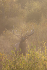 Obraz premium Bull Elk in Fog During the Rut in Autumn in Grand Teton National Park Wyoming