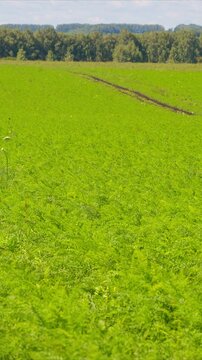 A Beautiful and Lush Green Agricultural Field Filled with Rows of Vibrant Crops and Plants
