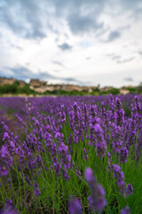 Lavender Fields Under Dramatic Clouds in Provence, France