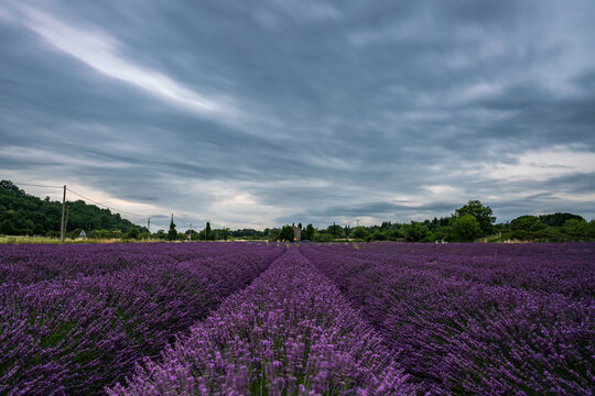 Lavender Fields Under Dramatic Sky in Provence, France