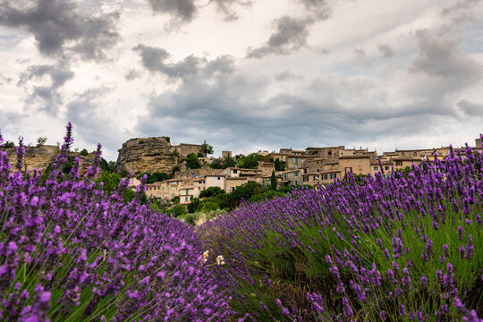 Lavender Fields with Village in Provence, France under Dramatic Clouds