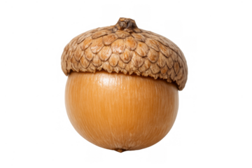 Acorn nut isolated on transparent background illustrating growth potential and nature's autumn bounty