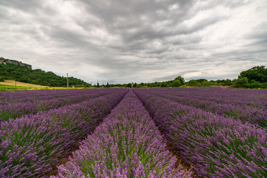 Stunning Lavender Fields in Provence, France under Dramatic Skies
