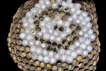 Isolated nest of oriental hornet (Vespa orientalis)
