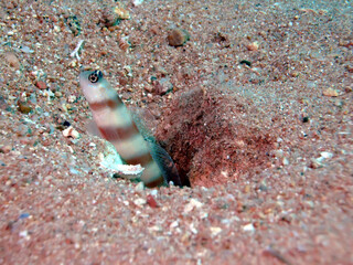 Steinitz' Shrimpgoby (amblyeleotris steinitzi). Taken in Red Sea, Egypt