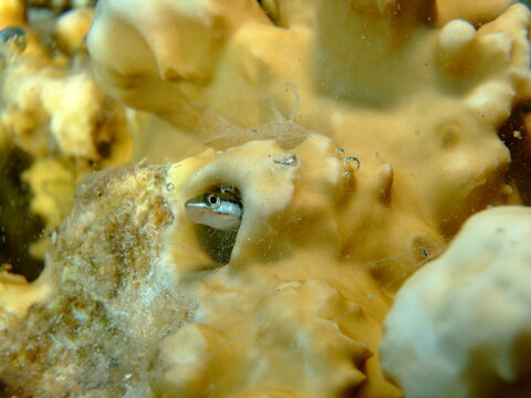 A piano fangblenny or mimic blenny (Plagiotremus tapeinosoma)